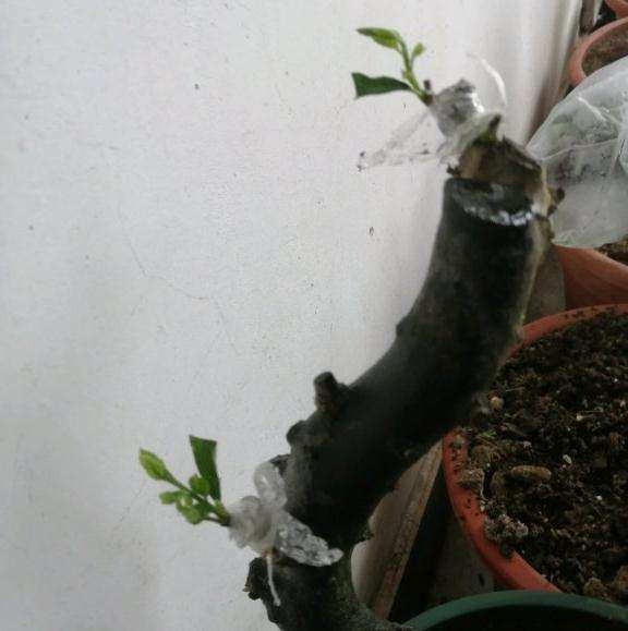 老鸭柿下山桩嫁接38天