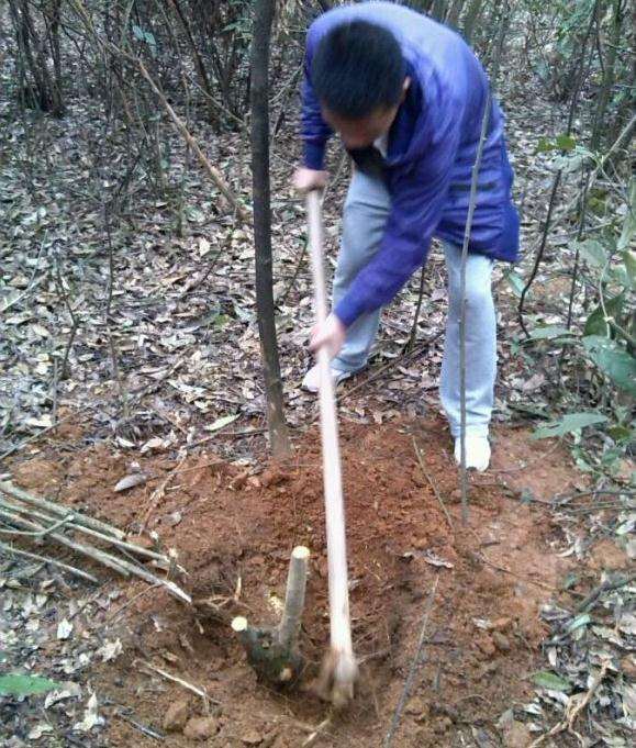 这到底是是不是老鸦柿下山桩