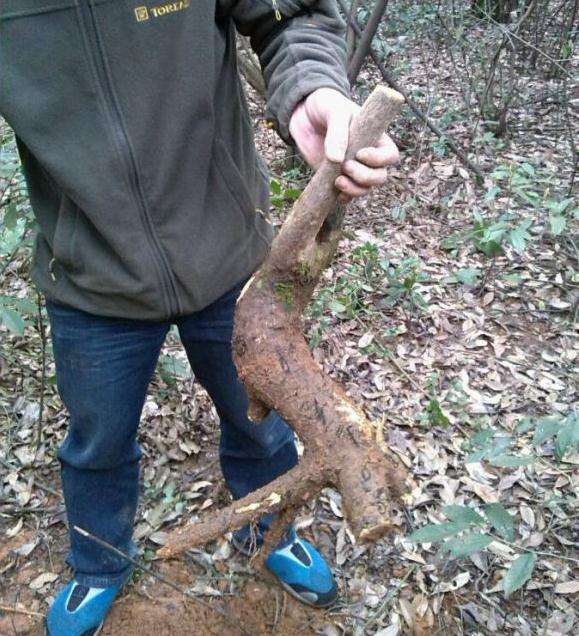 这到底是是不是老鸦柿下山桩