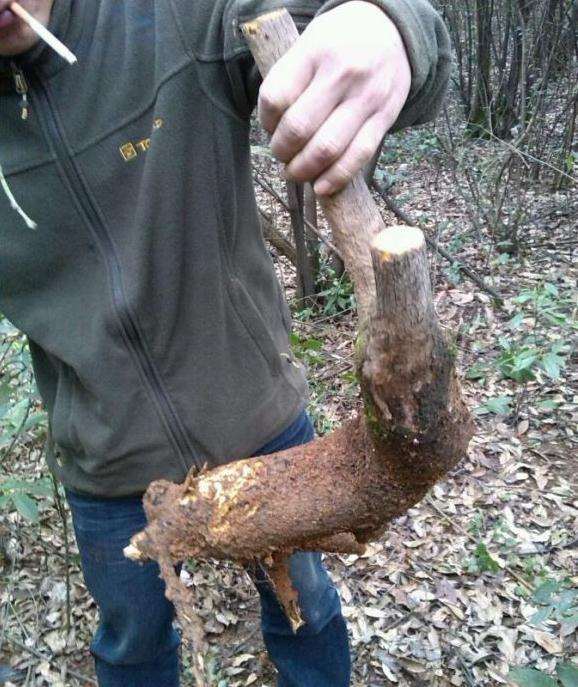 野柿子能否嫁接老鸭柿下山桩或金弹子