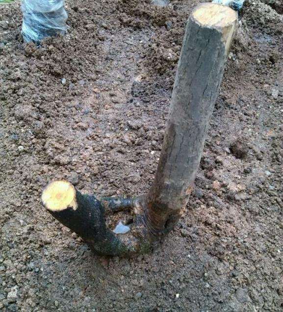 老鸭柿下山桩怎么配土的方法