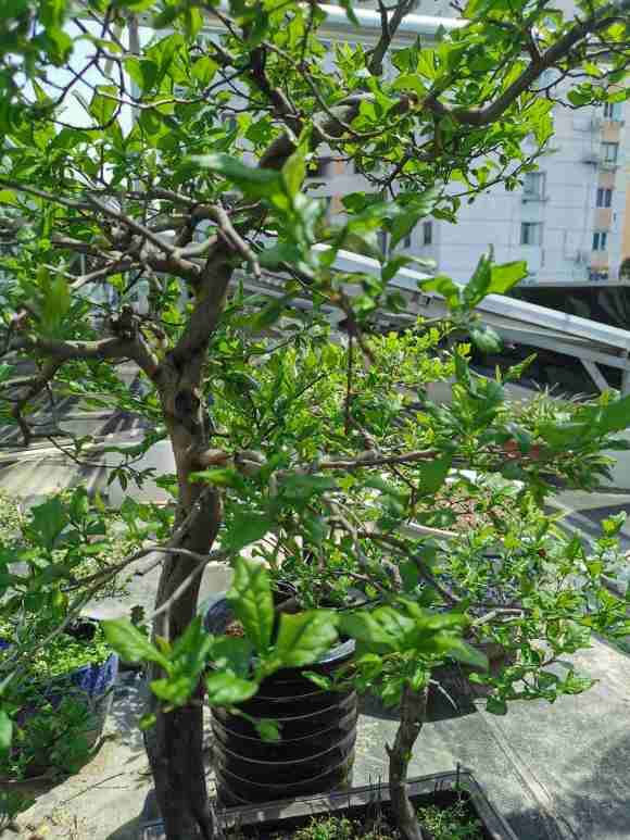 老鸭柿下山桩种了5年