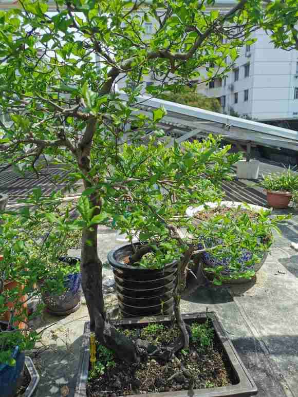 老鸭柿下山桩种了5年