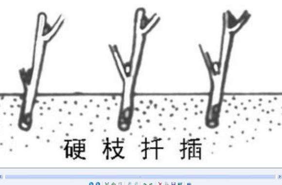 老鸦柿下山桩怎么扦插