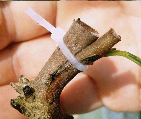 老鸦柿下山桩怎么扦插