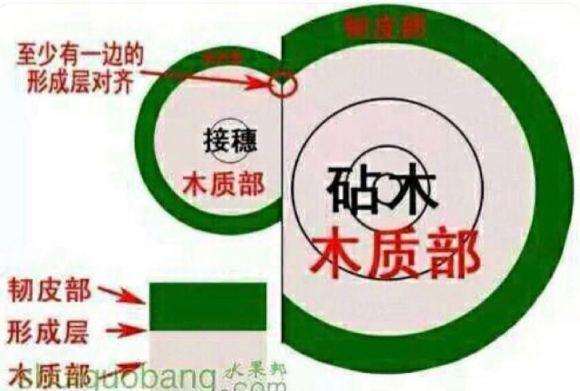 老鸦柿下山桩怎么扦插