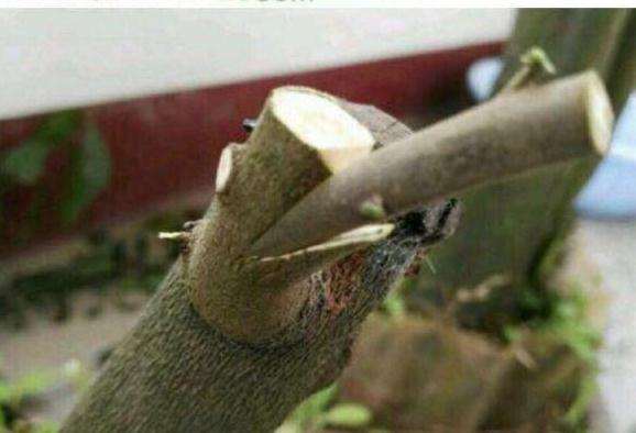 老鸦柿下山桩怎么扦插