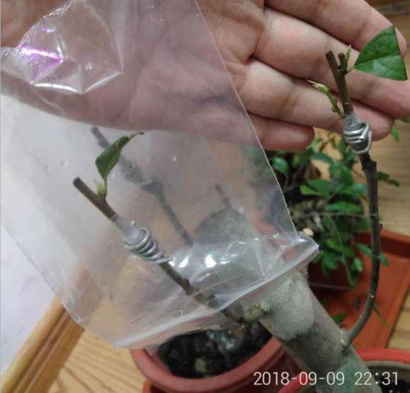 为什么老鸭柿下山桩嫁接并不难