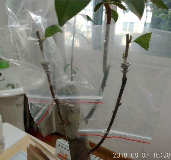 为什么老鸭柿下山桩嫁接并不难