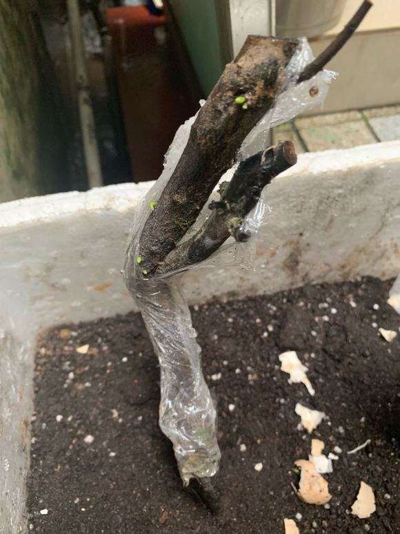 老鸭柿下山桩2个星期 终于看到发芽了