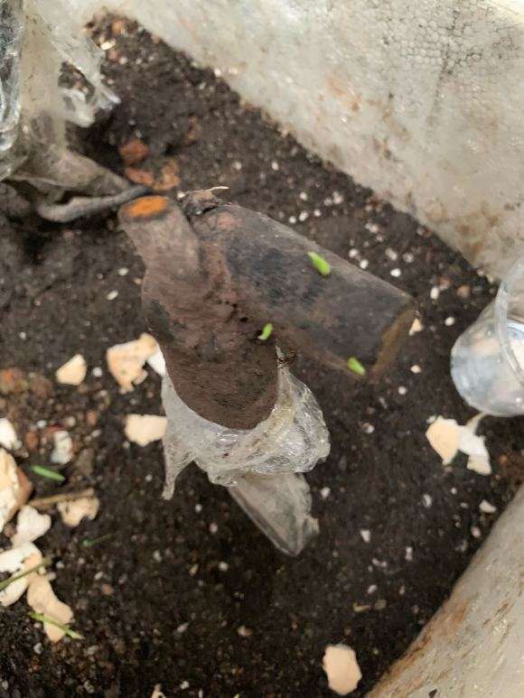 老鸭柿下山桩2个星期 终于看到发芽了