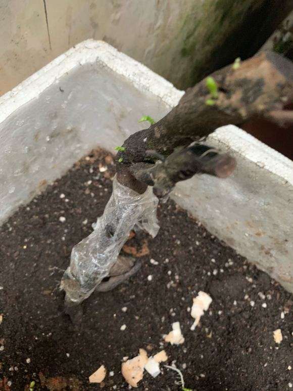 老鸭柿下山桩2个星期 终于看到发芽了