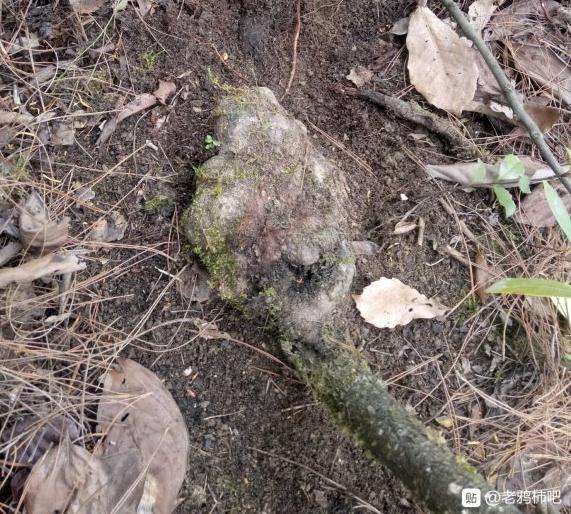 这是传说中的老鸭柿下山桩吗