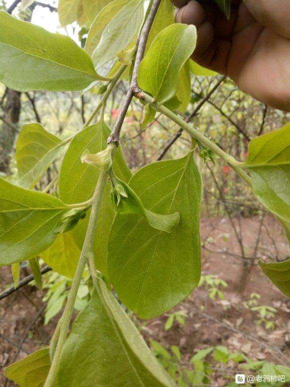 这是传说中的老鸭柿下山桩吗