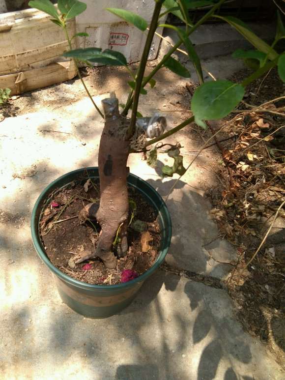 怎么嫁接老鸭柿下山桩的3个方法