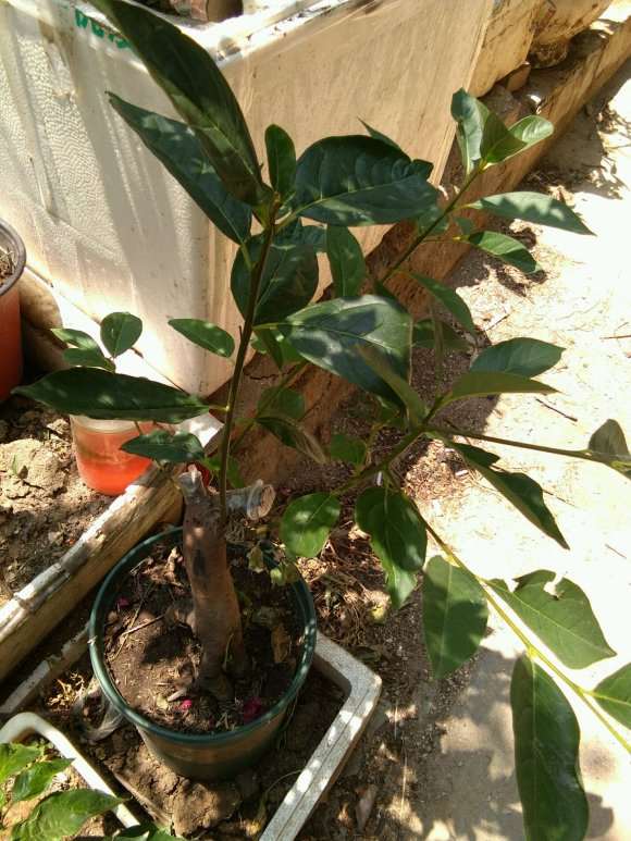 怎么嫁接老鸭柿下山桩的3个方法