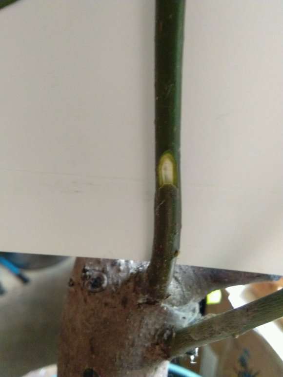 怎么嫁接老鸭柿下山桩的3个方法