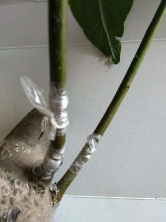 怎么嫁接老鸭柿下山桩的3个方法