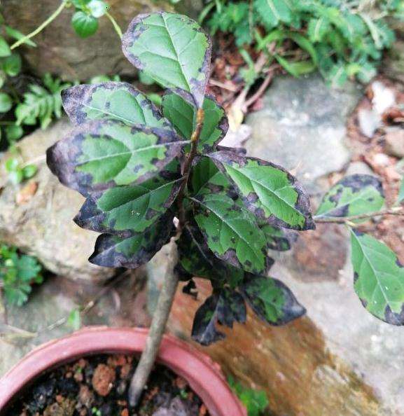 老鸭柿下山桩 慢慢就干叶了