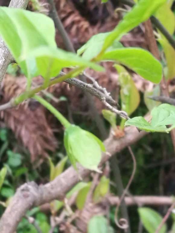 老鸭柿下山桩的果型与果蒂有关系吗