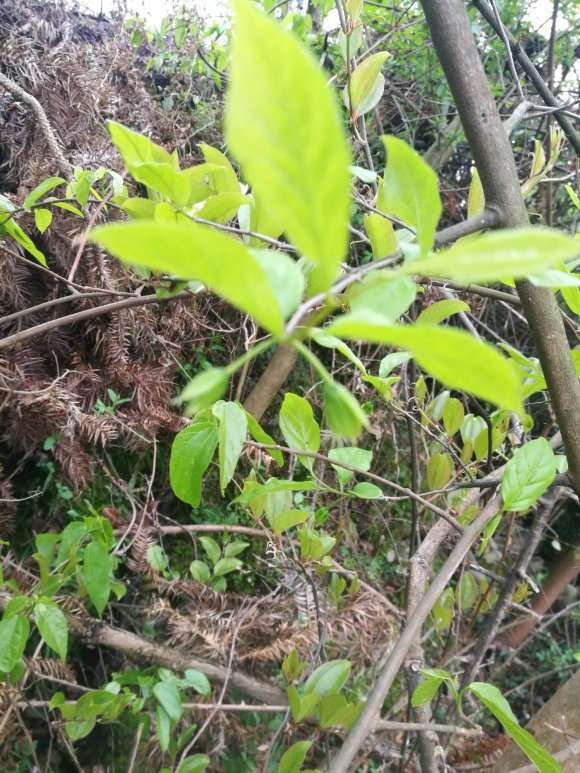 老鸭柿下山桩的果型与果蒂有关系吗