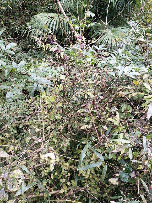 老鸭柿下山桩是不是一定是雌的 要不要挖