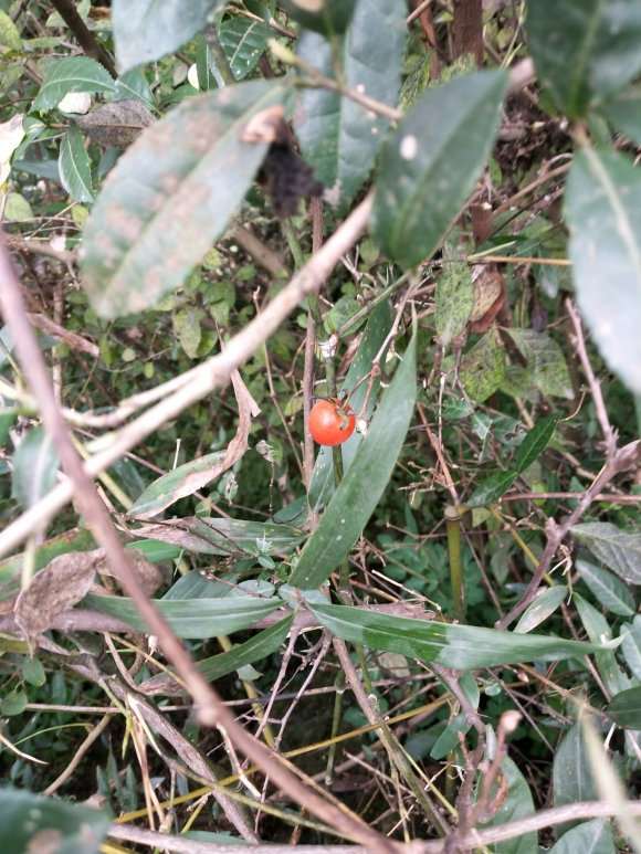 老鸭柿下山桩是不是一定是雌的