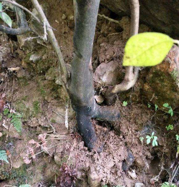 老鸭柿下山桩是不是一定是雌的