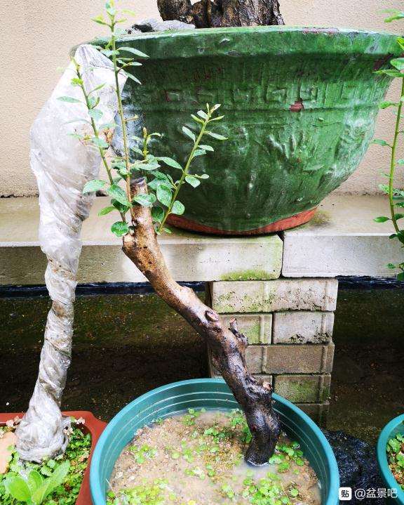 小母桩老鸭柿下山桩