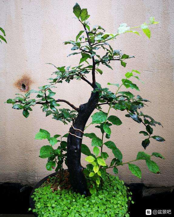 小母桩老鸭柿下山桩