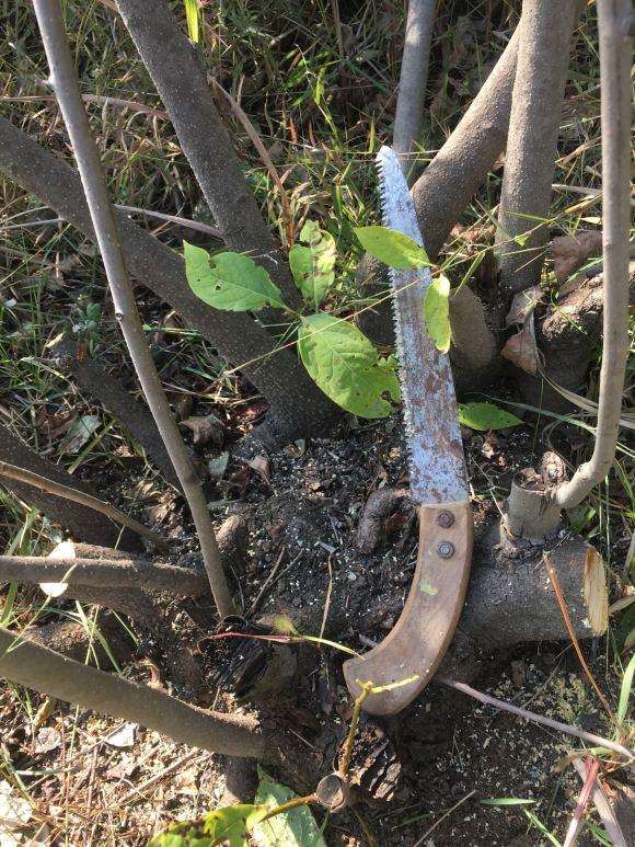 软枣子能否可以嫁接老鸭柿下山桩