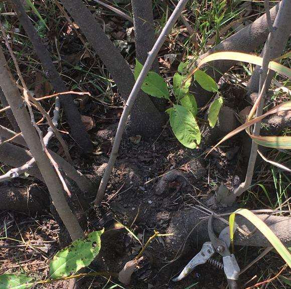 软枣子能否可以嫁接老鸭柿下山桩