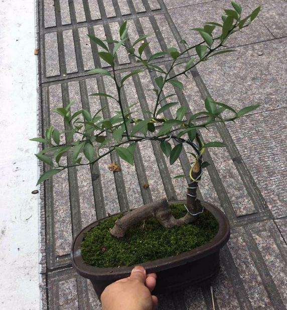 老鸭柿下山桩到现在都没来芽