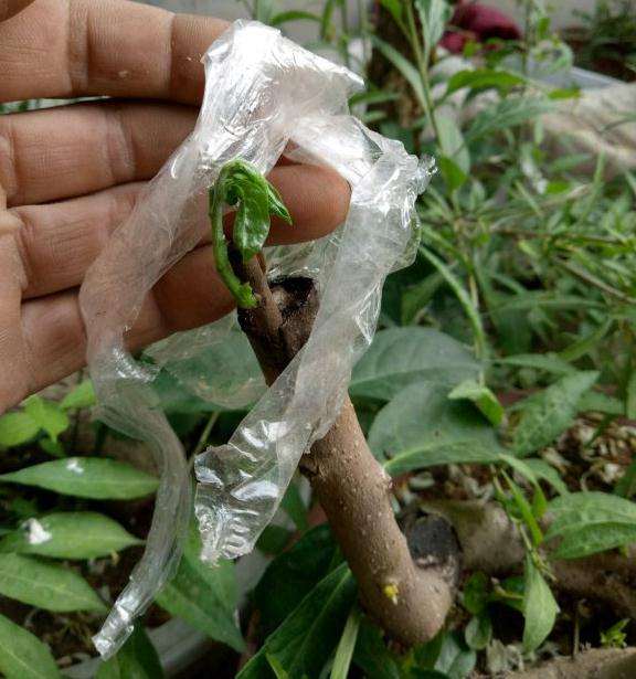 软枣桩嫁接的老鸭柿下山桩