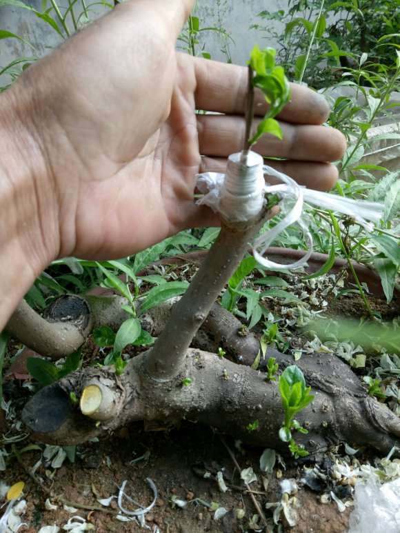 软枣桩嫁接的老鸭柿下山桩