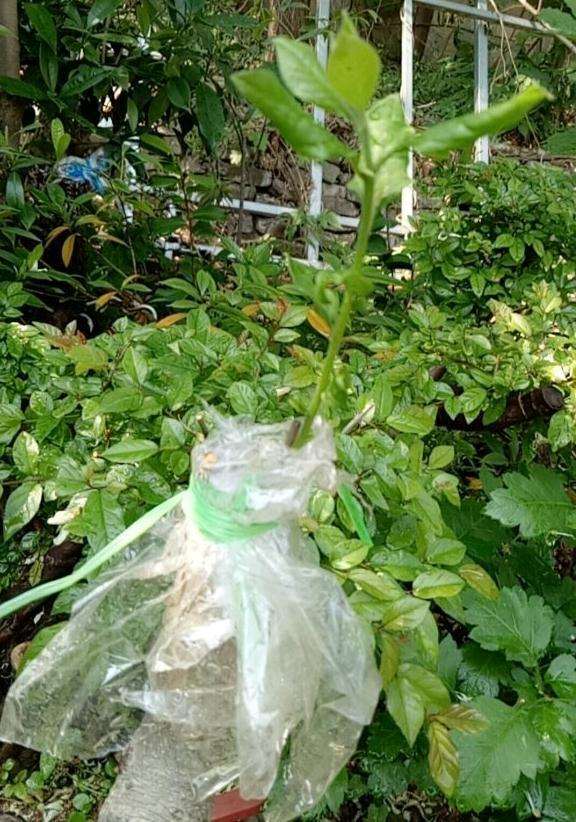 软枣桩嫁接的老鸭柿下山桩