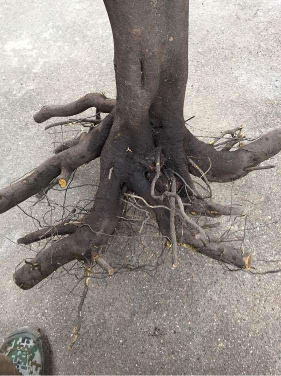 投资金弹子好