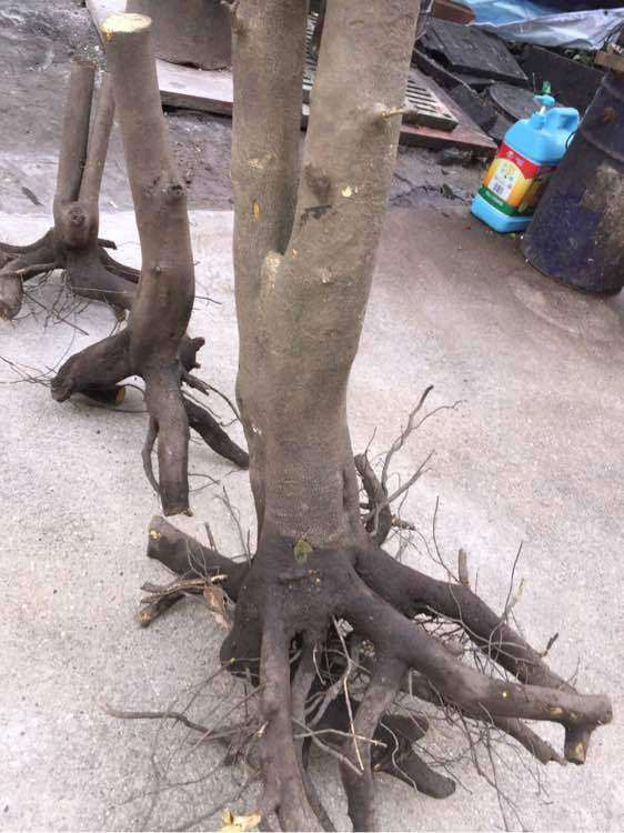 投资金弹子好