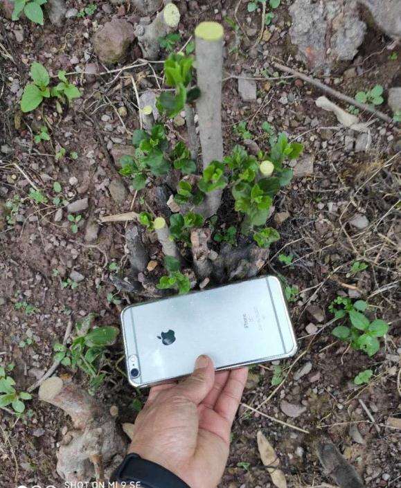 十几公分的母老鸭柿下山桩来芽了