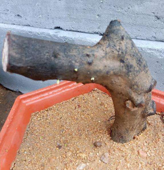 培育的老鸭柿下山桩来芽了