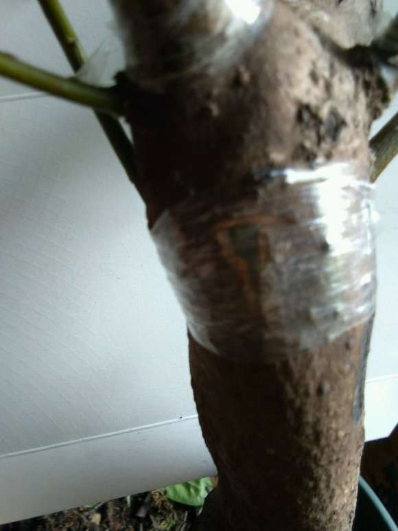 老鸭柿下山桩套袋缠膜发芽了 可以吗