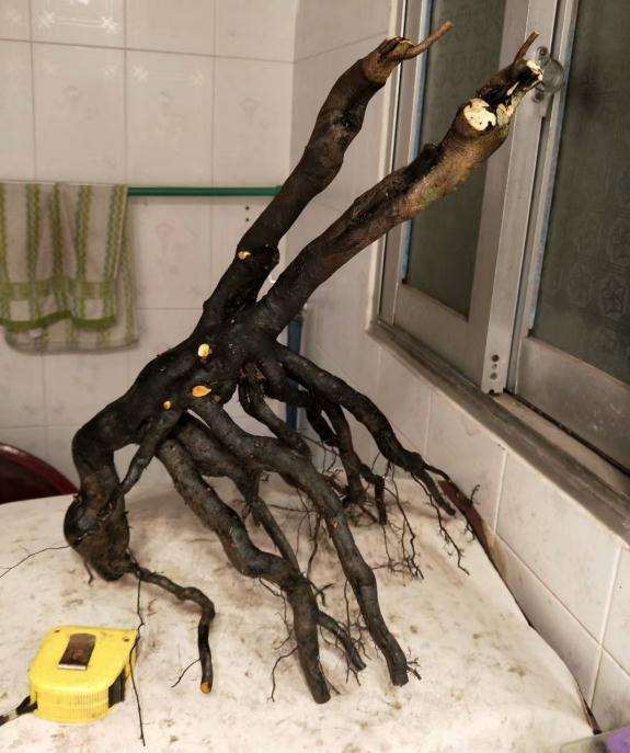 挖的老鸦柿下山桩 怎么样 图片