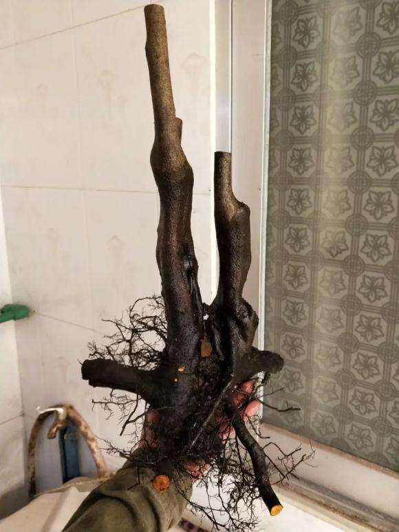 挖的老鸦柿下山桩 怎么样 图片