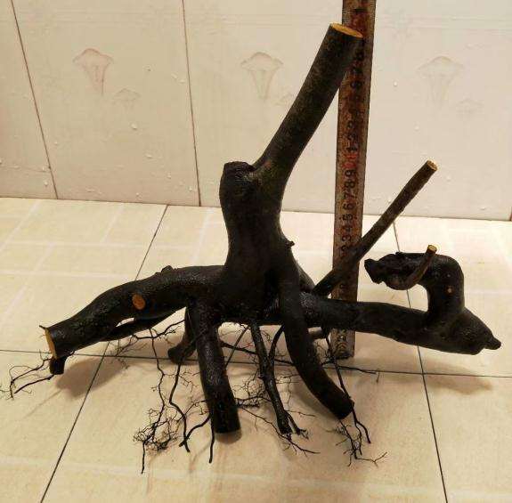 挖的老鸦柿下山桩 怎么样 图片