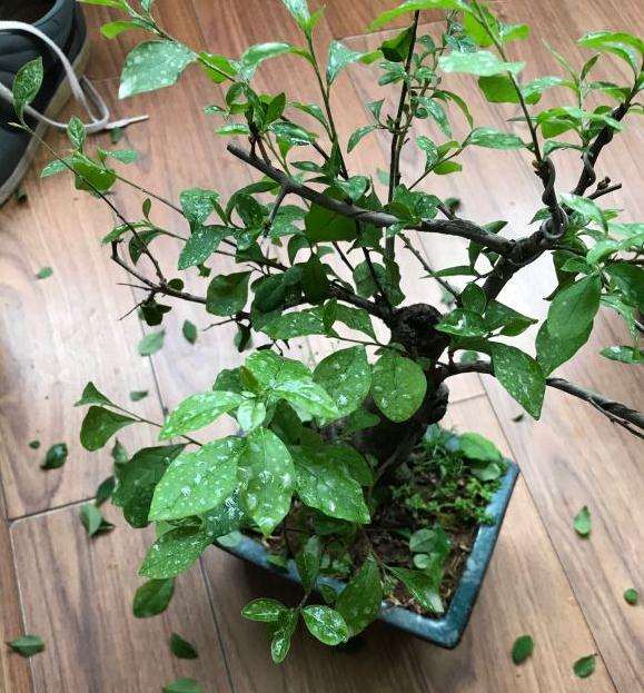 老鸭柿下山桩掉叶子