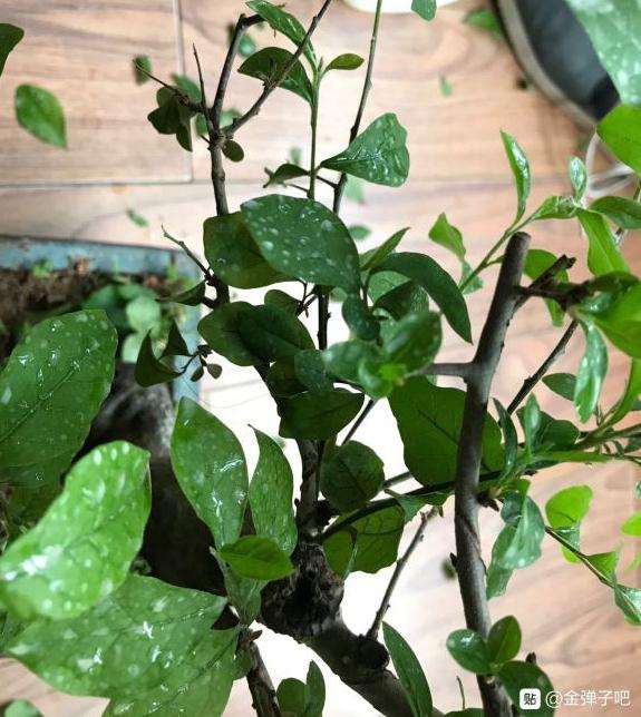 老鸭柿下山桩掉叶子