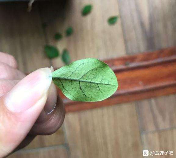 老鸭柿下山桩掉叶子