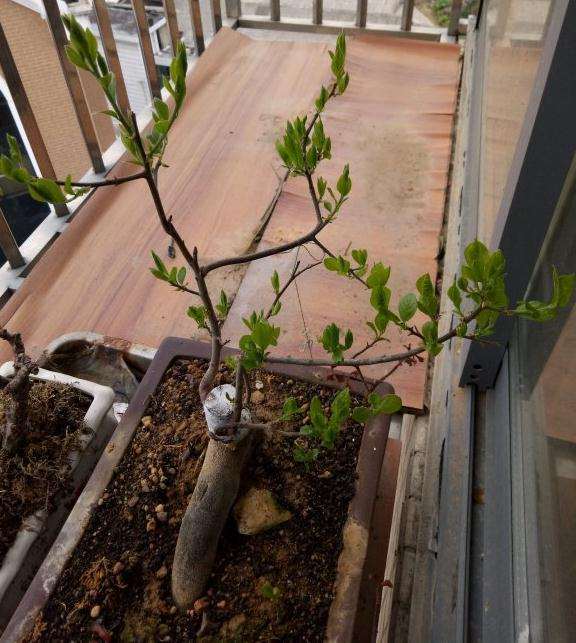 老鸭柿下山桩种2年了 还没开过花