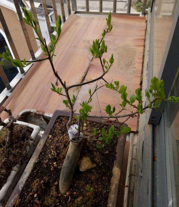 老鸭柿下山桩种2年了 还没开过花