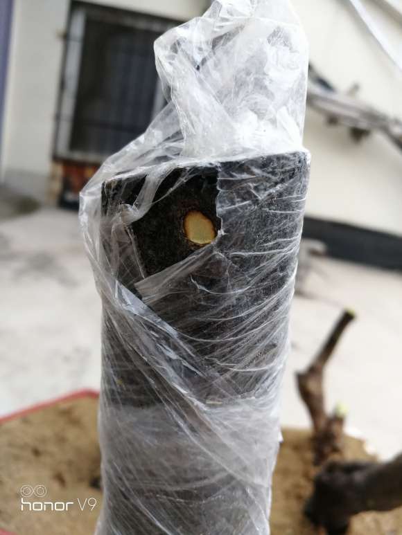 老鸭柿下山桩 是不是已经死了